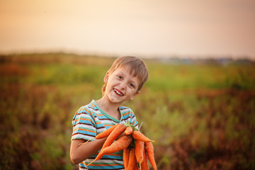 Wall Mural - Adorable little kid boy picking carrots in domestic garden on the sunset