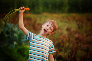 Wall Mural - Adorable little kid boy picking carrots in domestic garden on the sunset