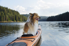 Scottish Shepherd Sitting In A Kayak In An Alpine Lake