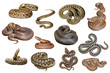 © taviphoto - collection of isolated european venomous snakes