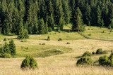 Fototapeta  - Tara Mountain Panoramic View Meadow and Pine Forest