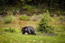Black Bear In Forests Of Banff And Jasper National Park, Canada