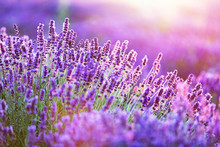 Lavender Flower Field At Sunset.