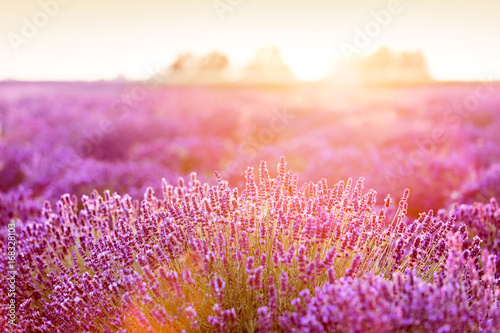 Lavender flower field at sunset.