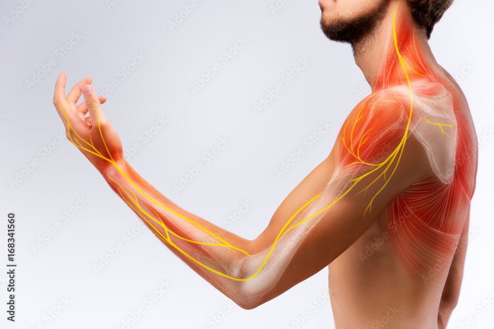 Illustration of the human arm anatomy representing nerves, bones and ...