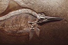 Ichthyosaurus Fossil Skeleton Is A Genus Of Extinct Marine Reptiles Of The Early Jurassic Period