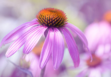 Pink Coneflower Close-up. A Gentle Background. Selective Focus.