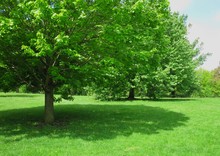 Green Shade Tree