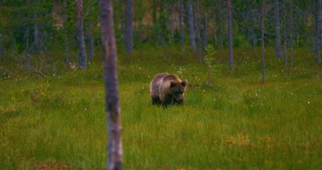 Wall Mural - young brown bear walking free in the forest looking for food