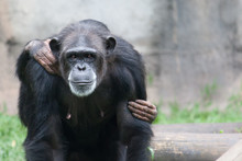 Female Chimpanzee Portrait Looking Straight Into The Camera With Her Baby Cub (visible Grabbing Hands) On The Back. Grayish Out Of Focus Background.