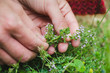 Woman's hands picking thyme plant