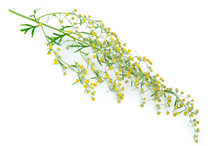 Absinthium (Artemisia Absinthium)