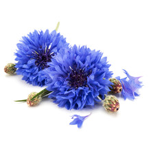 Blue Cornflower Herb Or Bachelor Button Flower Head Isolated On White Background Cutout