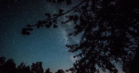 Wall Mural - Timelapse of stars over trees at winter night then clouds coming on dark sky.