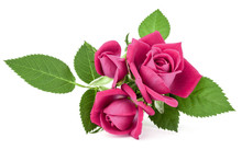 Pink Rose Flower Bouquet Isolated On White Background Cutout