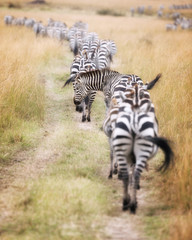 Wall Mural - Zebra migration in  the Masai Mara