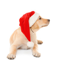 Cute Dog In Santa Claus Hat On White Background