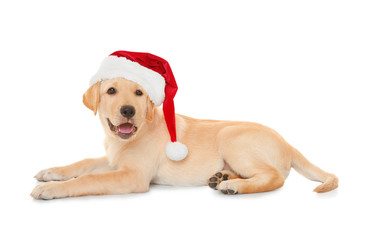 Wall Mural - Cute dog in Santa Claus hat on white background