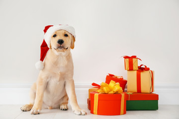 Wall Mural - Cute dog in Santa Claus hat sitting on floor near Christmas gifts