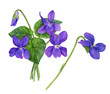 Watercolor illustration of violet flowers with leaves and buds. Bouquet of field violets.