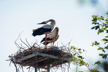 Wall Mural - Two storks standing in their nest and rattling