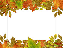 Colorful And Golden Autumn Leaves With A Card