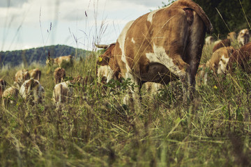 Cows on meadow on hot sunny day