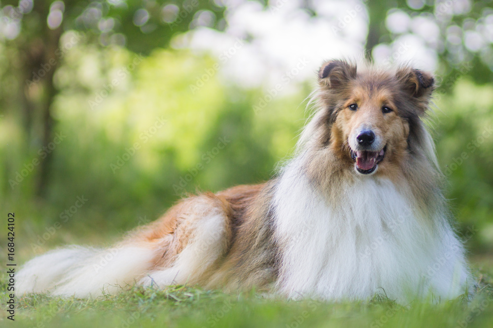 Cute gold rough collie with long hair lies at grass, green bokeh background - obrazy, fototapety, plakaty 