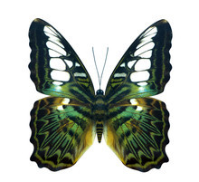 Green Golden Bird Wing Cruiser Butterfly