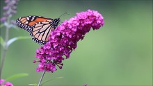 Monarch Butterfly (Danaus Plexippus) Climbs To Top Of Purple Butterfly Bush Flowers