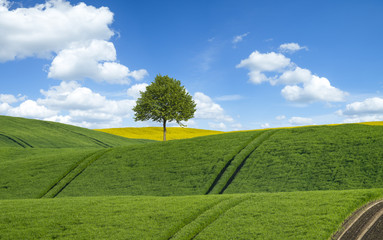 Green field in spring