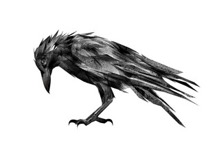 Wall Mural - painted Raven on a white background