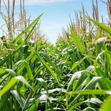 Close-up View Of The Green Leaves And Golden Tassels Of Corn Plants In A Field Under A Pale Blue Sky.