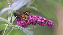 Monarch Butterfly (Danaus Plexippus) Feeds On Purple Butterfly Bush Flowers