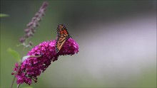 Monarch Butterfly (Danaus Plexippus) Feeds On Purple Butterfly Bush Flowers