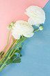 White ranunculus flowers and buds on pink and blue background flat lay scene with copy space
