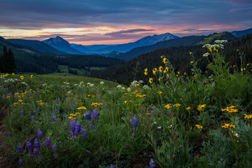 Early morning wildflower field above Crested Butte