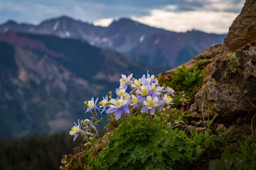 a patch of high country columbine
