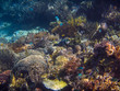 Die Unterwasserwelt eines tropischen Riffs