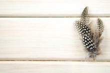 Studio Shot Of Spread Of Three Of Black And White Spotted Patterned And Textured Guinea Fowl Feathers White