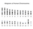 Idiogram of human chromosomes