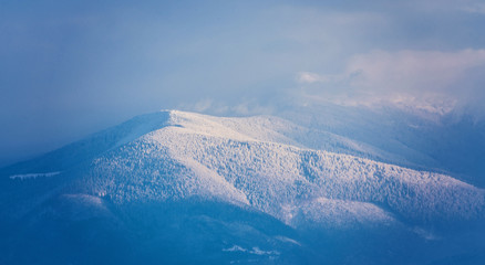 pine tree in winter at sunset in the mountains.