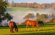 Pferde grasen auf einer Weide
