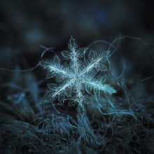 Real Snowflake Macro Photo: Large Stellar Dendrite Snow Crystal With Complex Shape, Fine Hexagonal Symmetry And Long, Elegant Arms With Many Side Branches. Snowflake Glowing On Dark Blue Background.