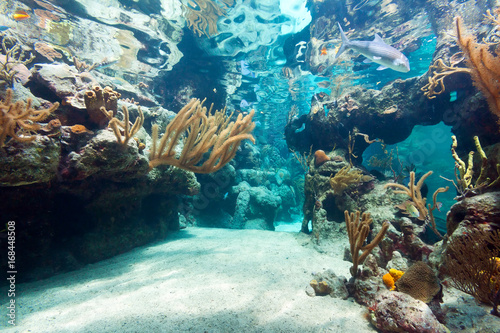 Cuadros en Lienzo Beautiful coral reef in sea, Mexico