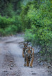 T60 Male tiger cubs from Ranthambore National Park, India
