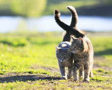  Pair Of Lovers Striped Cat Walking On Green Grass Next To A Sunny Spring Day Lifting Tails
