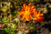 Bright Orange Wildflowers