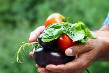 Freshly Harvested Vegetables Of Brinjal Or Eggplant, Tomatoes,and Herbs Like Mint, Basil, Rosemary