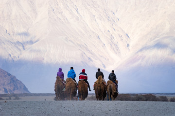 travelers on camel riding tour in hunder sand dunes, nubra valley, ladakh